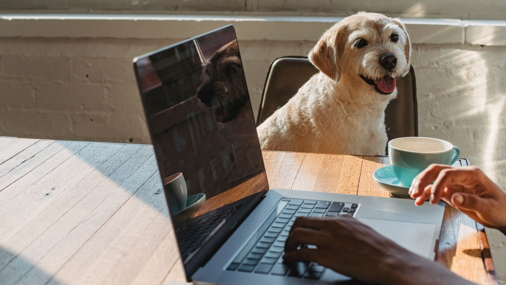 freelance graphic designer working next to her dog